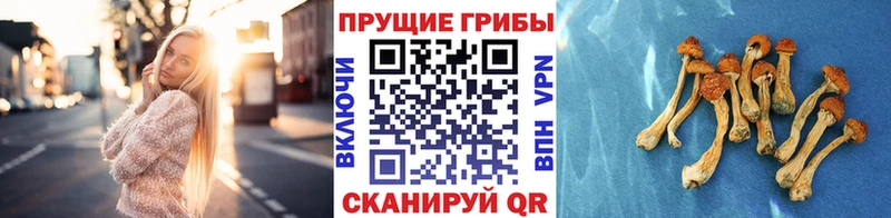 omg зеркало  дарнет шоп  Козьмодемьянск  Галлюциногенные грибы Cubensis 
